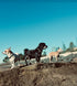 Martingale Collar  for Small Dogs